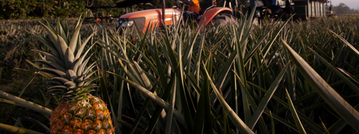 Cosecha de piña MD-2 en las operaciones agrícolas del grupo